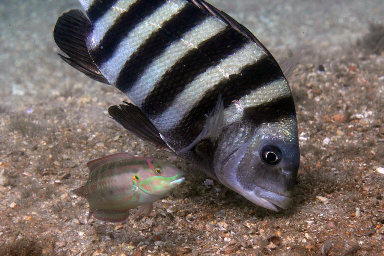img 9453wa sheepshead (archosargus probatocephalus) slippery dick (halichoeres bivittatus)