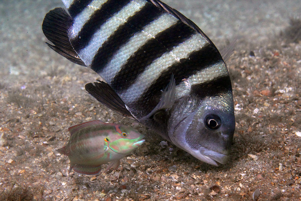 img 9453wa sheepshead (archosargus probatocephalus) slippery dick (halichoeres bivittatus)