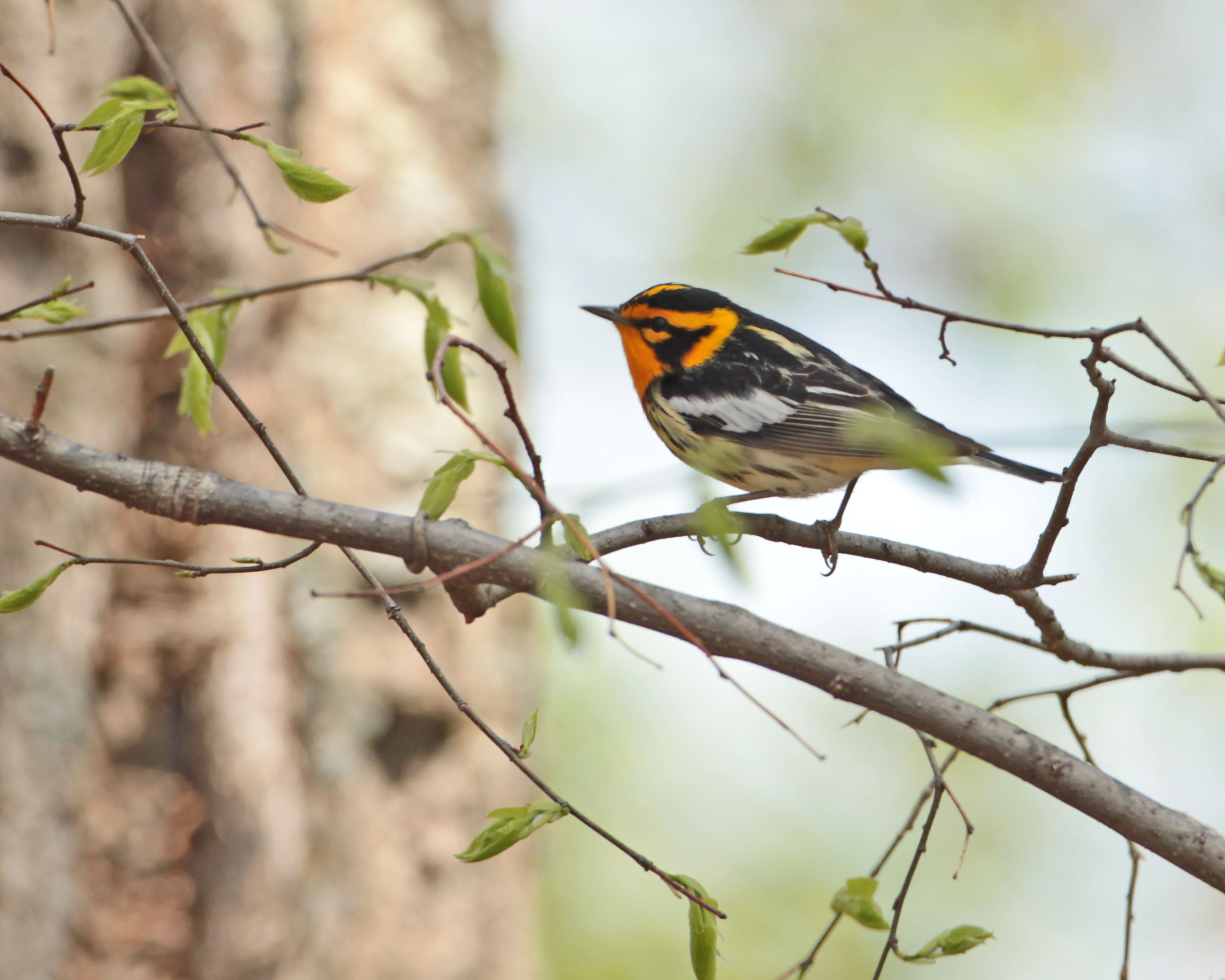 blackburnian warbler setophaga fusca, green ridge state forest, md 1 blackburnian warbler setophaga fusca, green ridge state forest, md 1