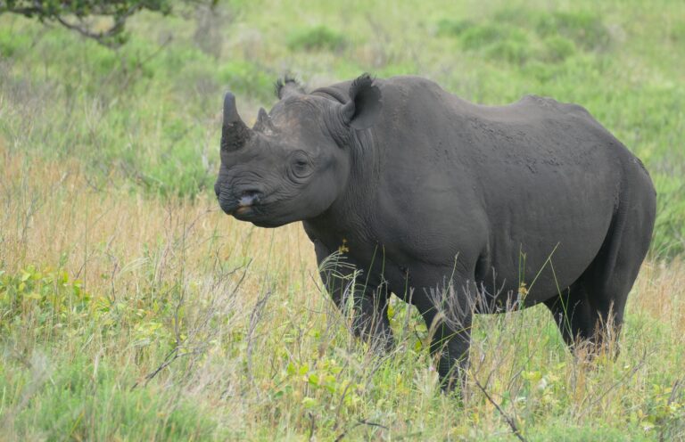 black rhino (diceros bicornis) (31695062047)