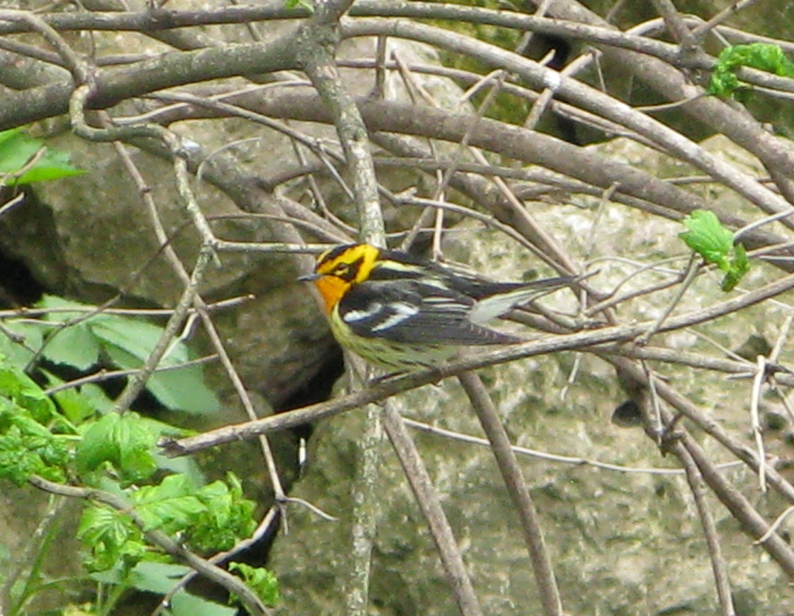 blackburnian warbler setophaga fusca, pheasant branch, middleton, wi 1 blackburnian warbler setophaga fusca, pheasant branch, middleton, wi 1