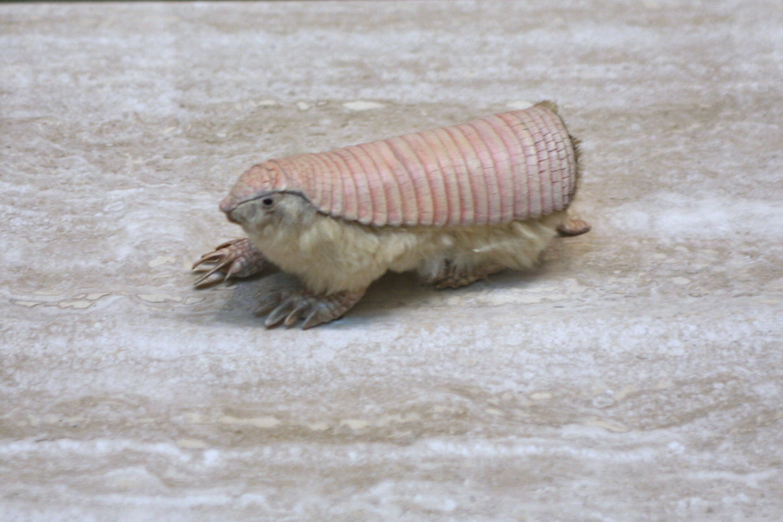 pink fairy armadillo (chlamyphorus truncatus)  Pink Fairy Armadillo