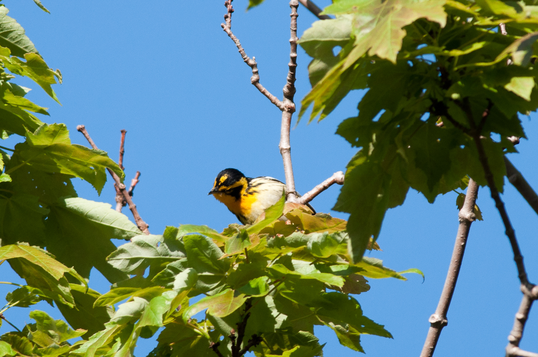 blackburnian warbler setophaga fusca, nahant, ma 2 blackburnian warbler setophaga fusca, nahant, ma 2
