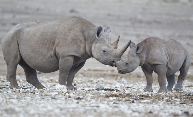 diceros bicornis (etosha) Black Rhinoceros