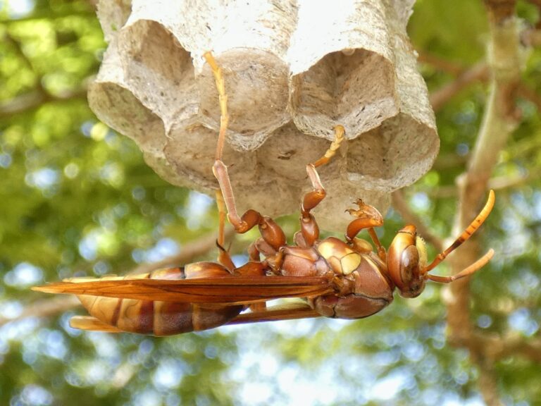 polistes carnifex rufipennis (177177733) polistes carnifex rufipennis (177177733)