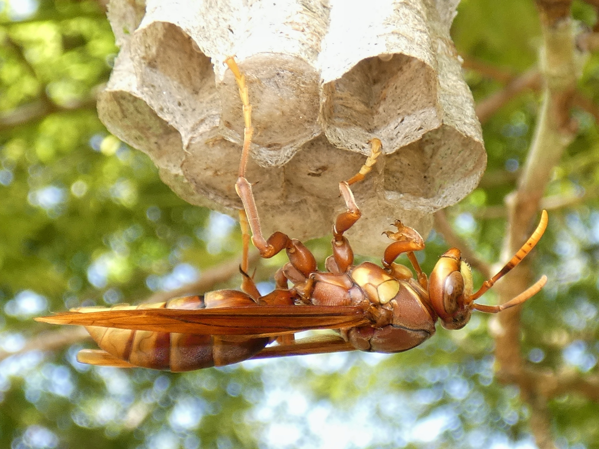 polistes carnifex rufipennis (177177733) polistes carnifex rufipennis (177177733)