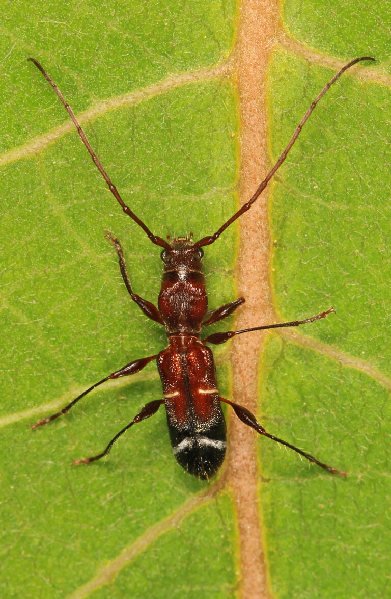 long horned beetle euderces pini, pickering creek audubon center, easton, maryland