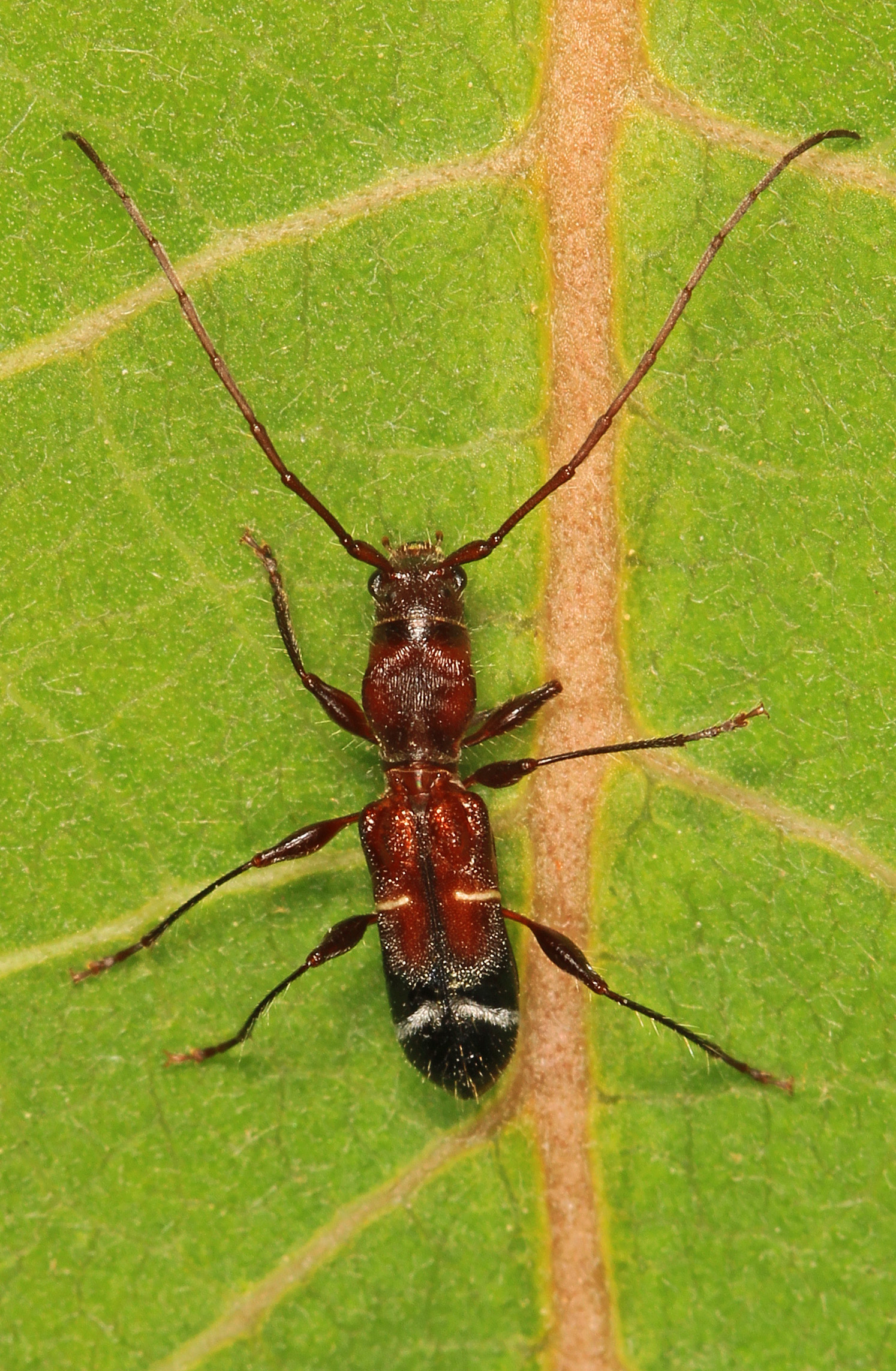 long horned beetle euderces pini, pickering creek audubon center, easton, maryland