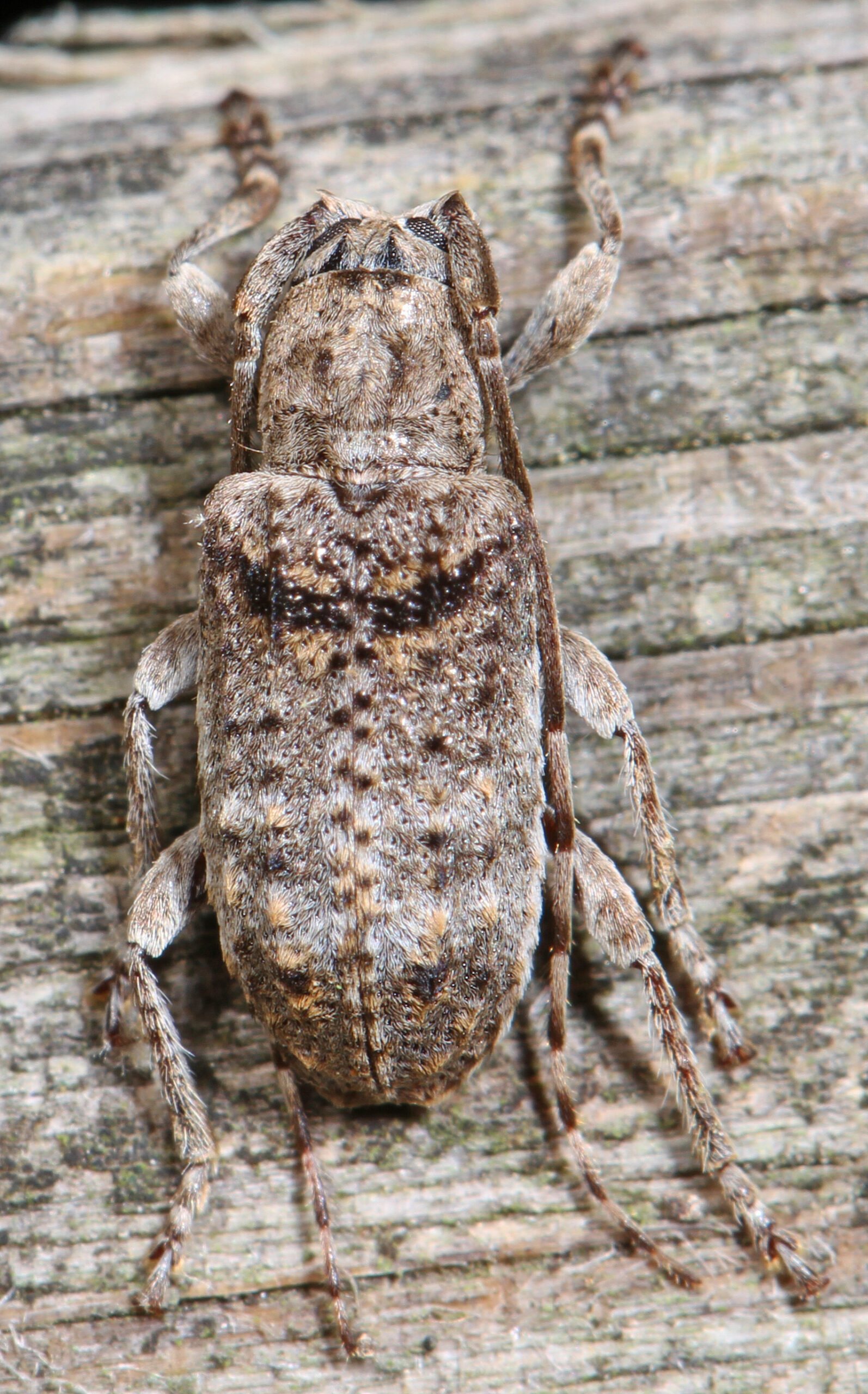long horn beetle ecyrus dasycerus, leesylvania state park, woodbridge, virginia