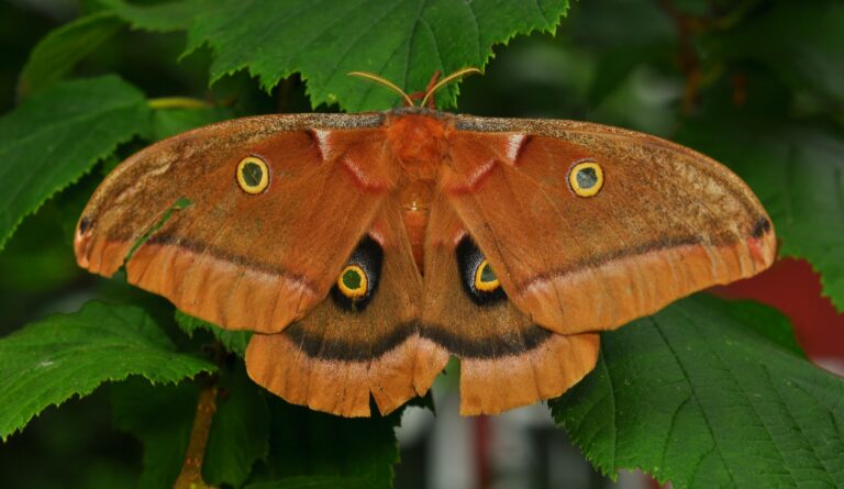 polyphemus moth (antheraea polyphemus) Polyphemus Moth