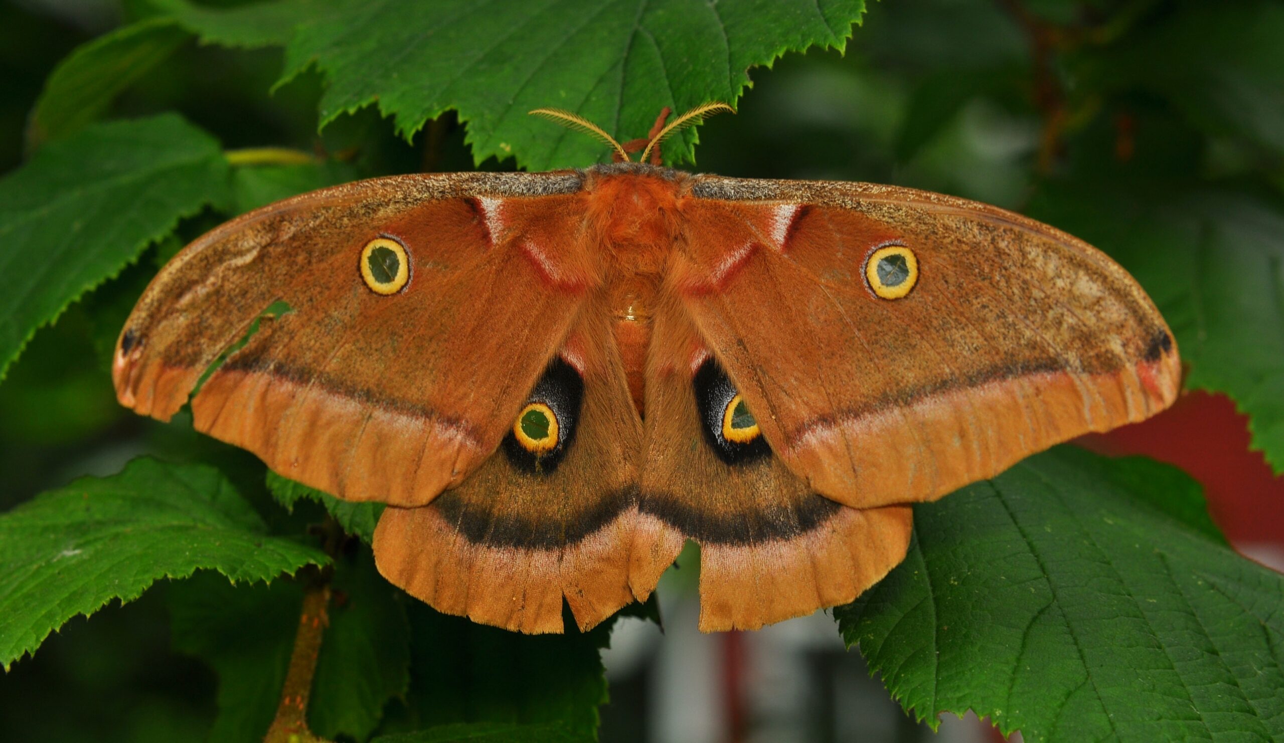 polyphemus moth (antheraea polyphemus)  Polyphemus Moth