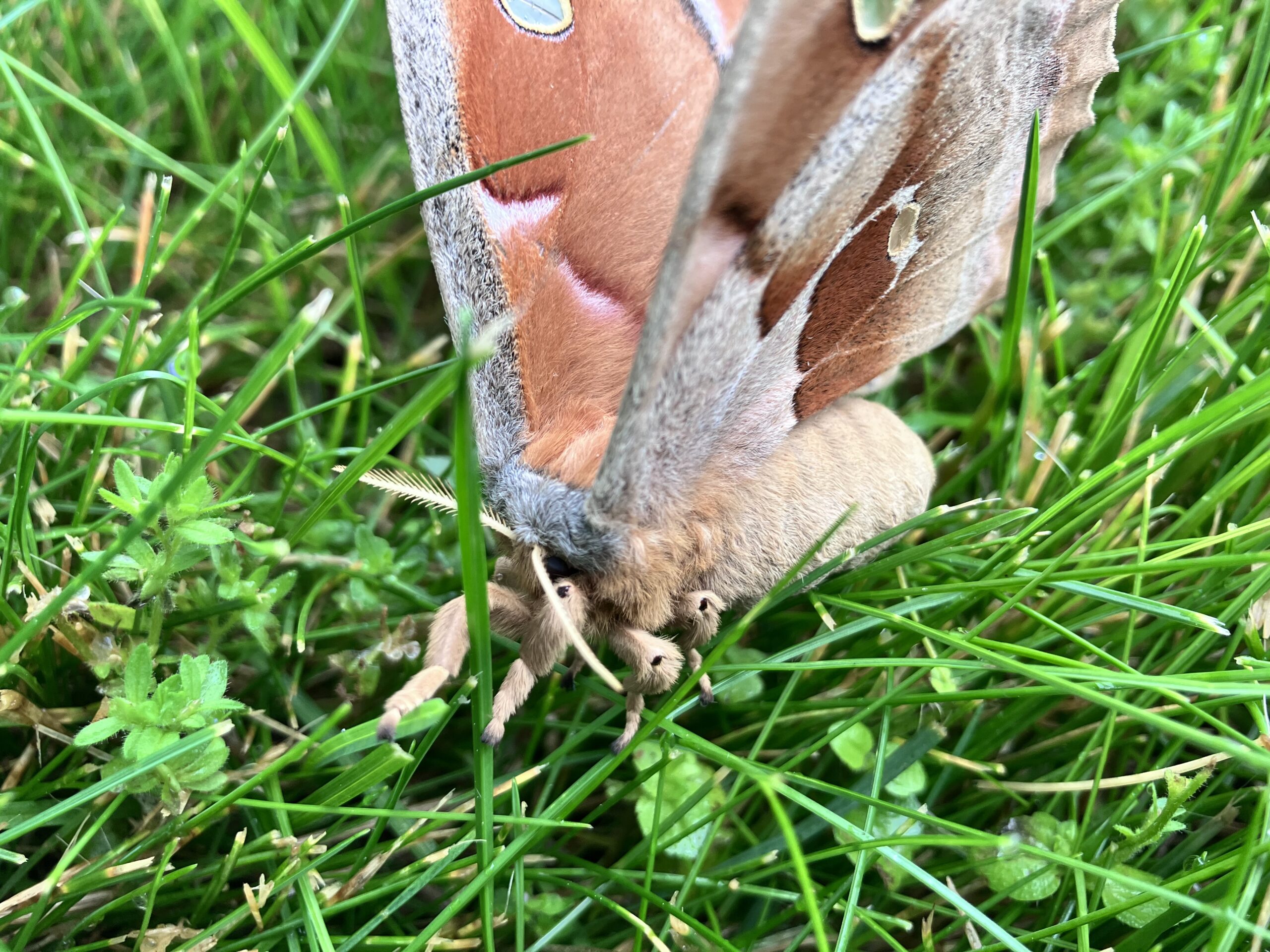 antheraea polyphemus moth on grass (9)