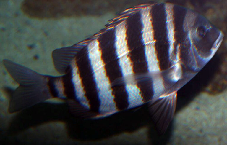 archosargus probatocephalus 4zz