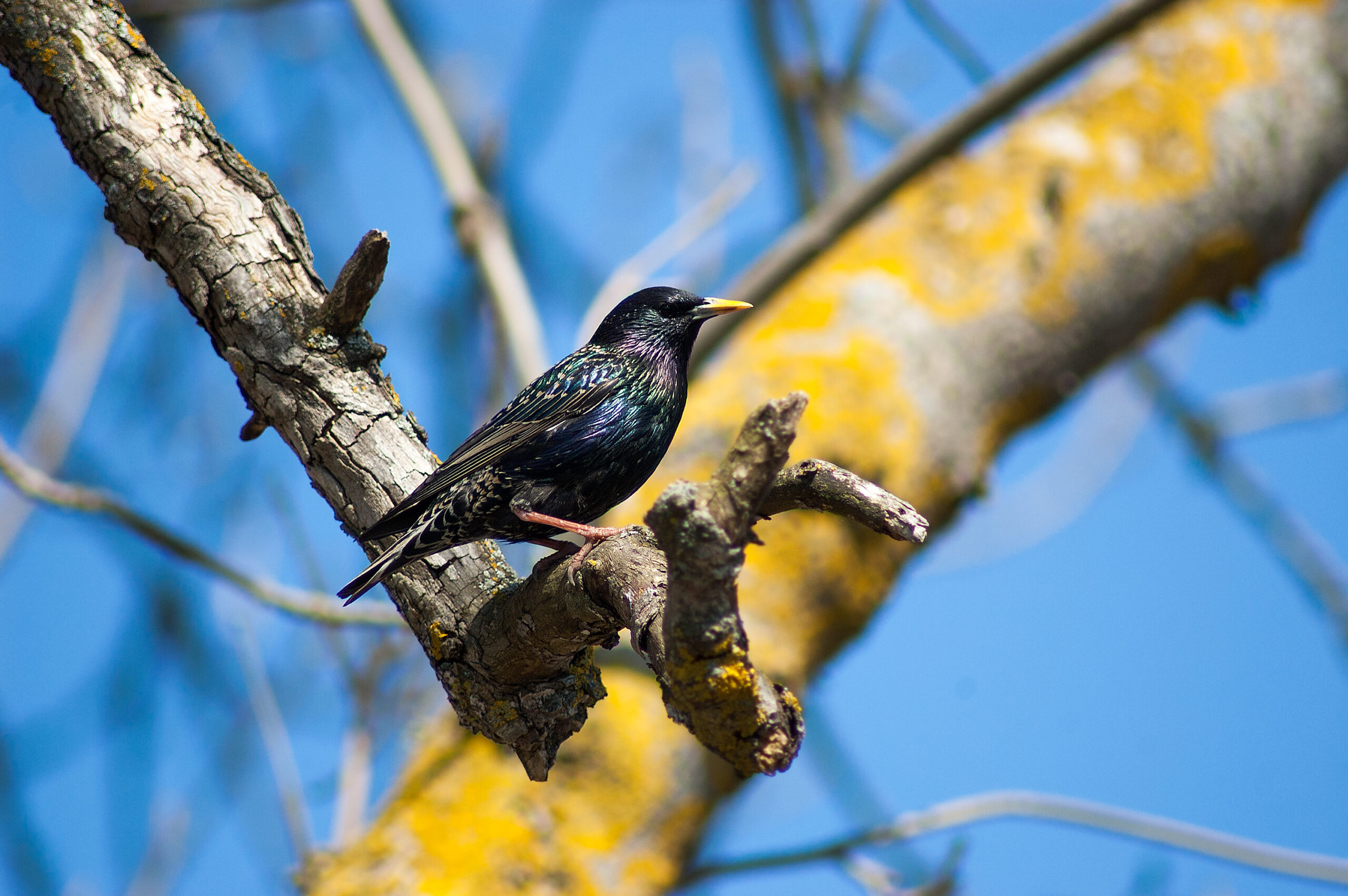 European Starling