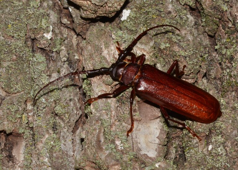 orthosoma brunneum brown prionid (a long horned beetle species) (48245003042)