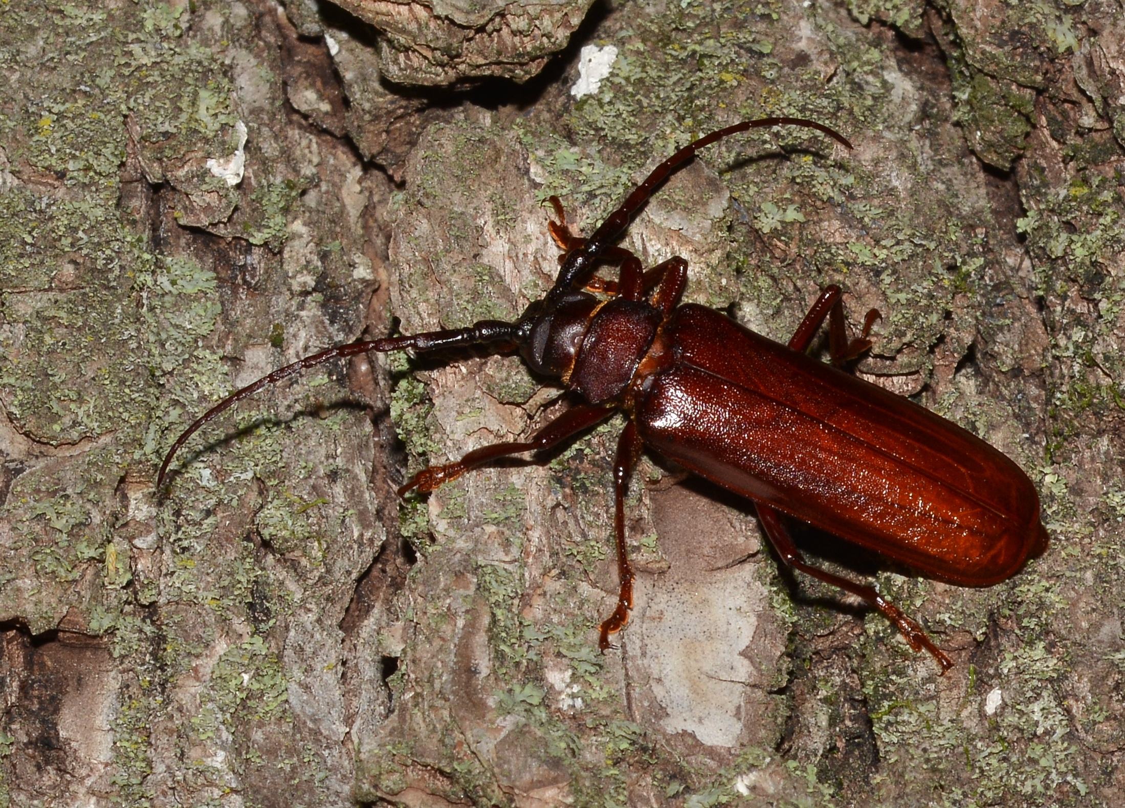 orthosoma brunneum brown prionid (a long horned beetle species) (48245003042)