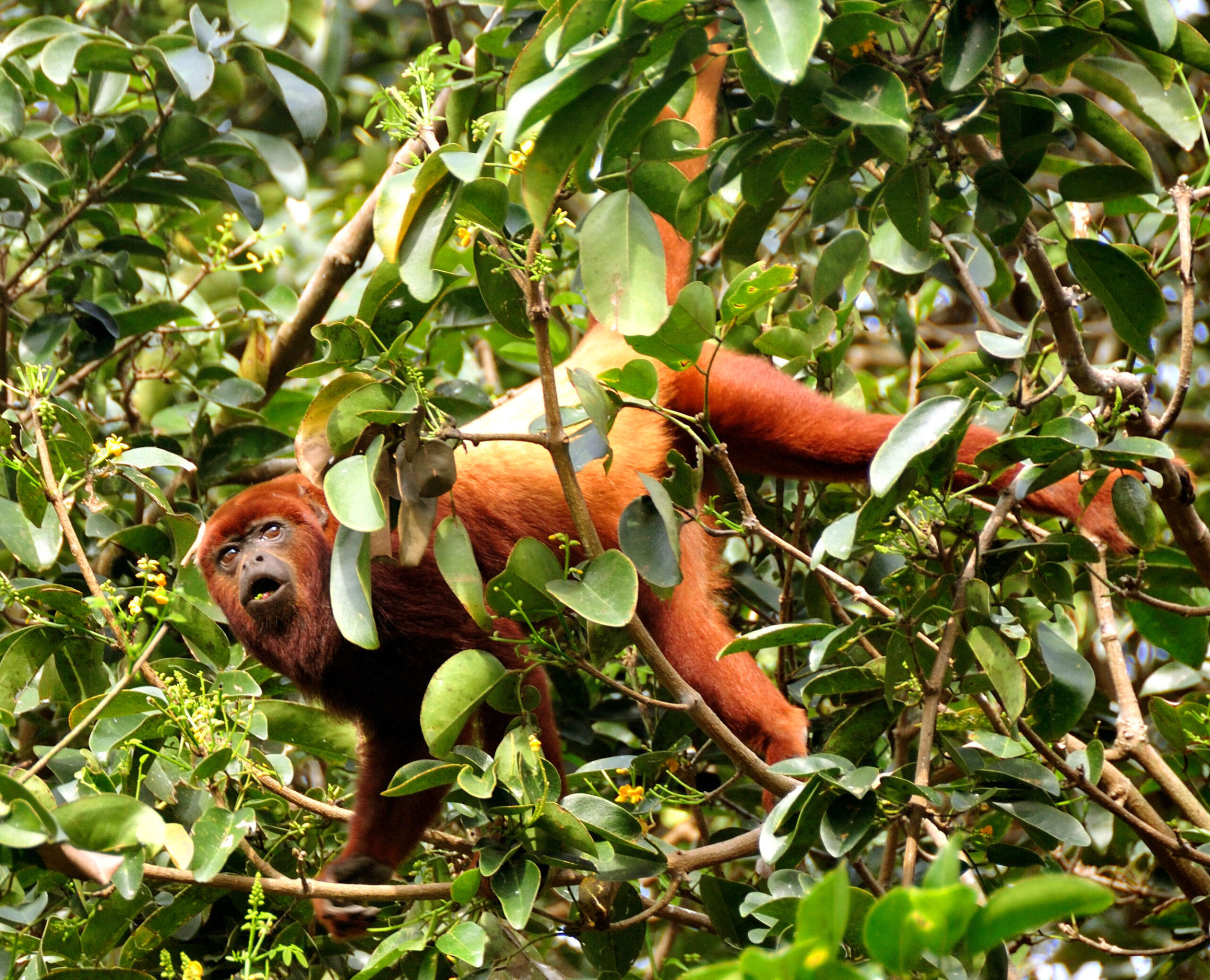 ursine howler monkey (alouatta seniculus arctoide) 2