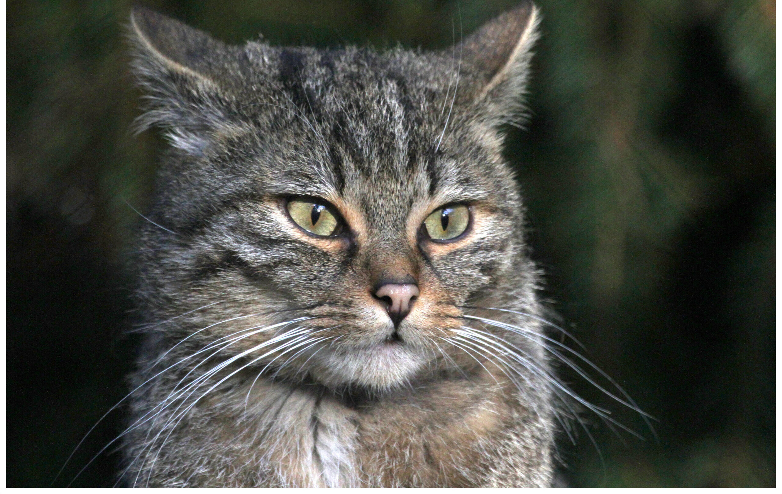 European Wildcat
