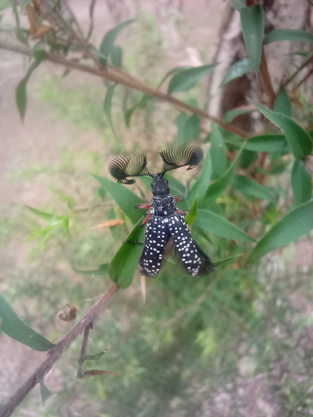 rhicpicera femorata feather horned beetle feb 2022 1 of 2