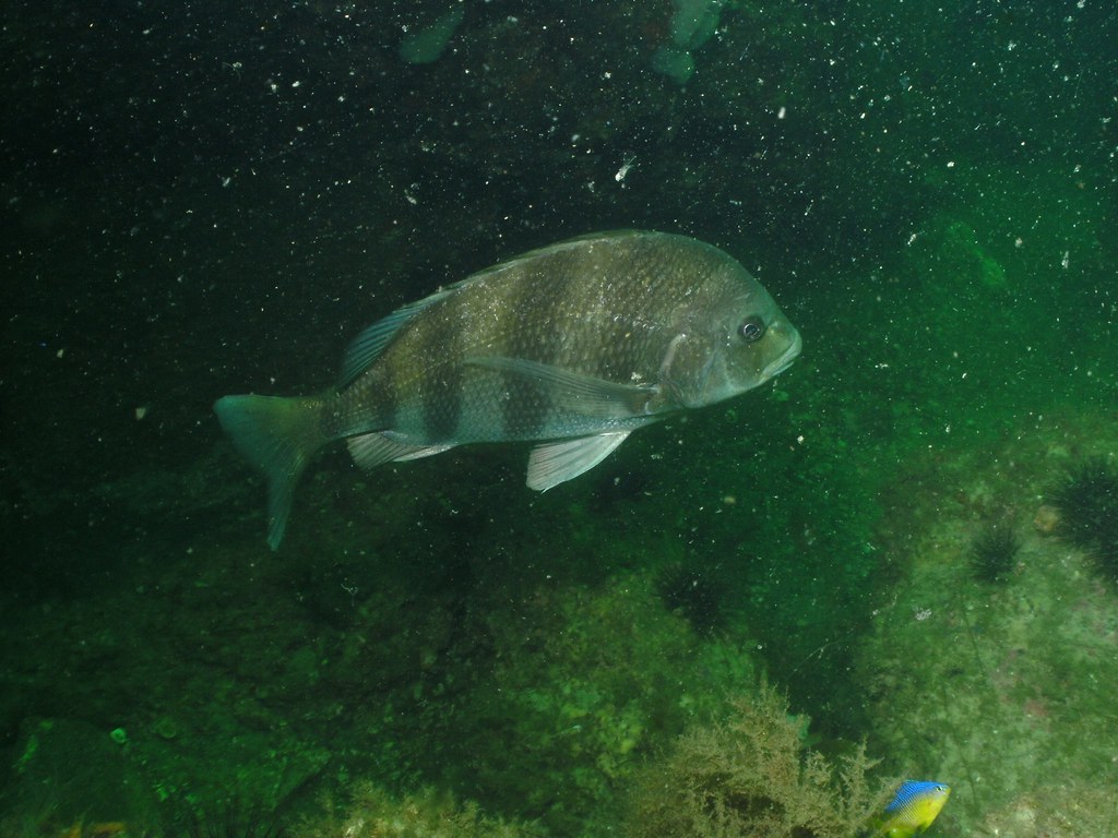 archosargus probatocephalus walbaum, 1792 sheepshead