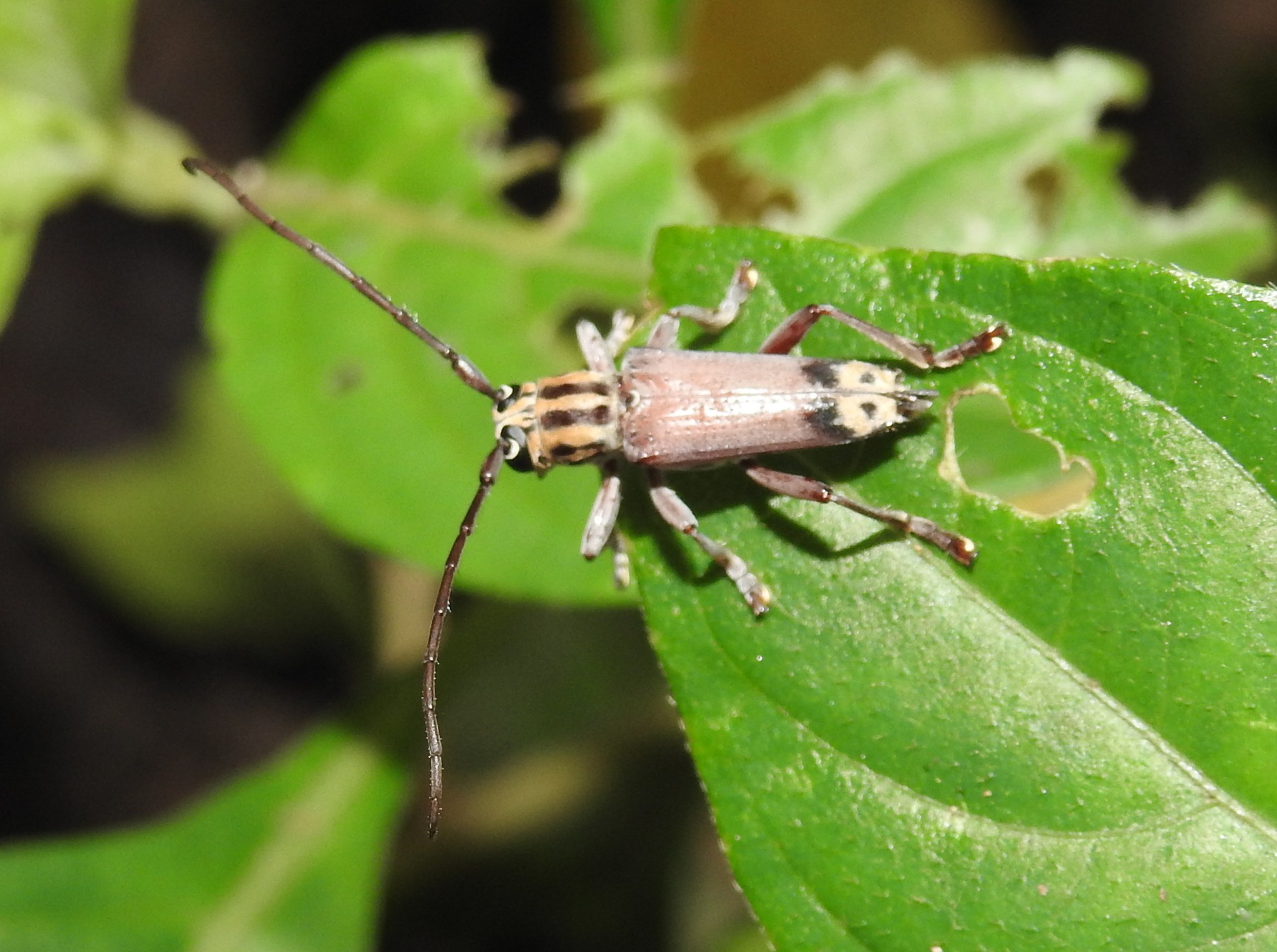 long horn beetle glenea homonospila by raju kasambe (1) 01