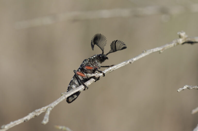 feather horned beetle (rhipocera sp.) cape conran coastal park vic