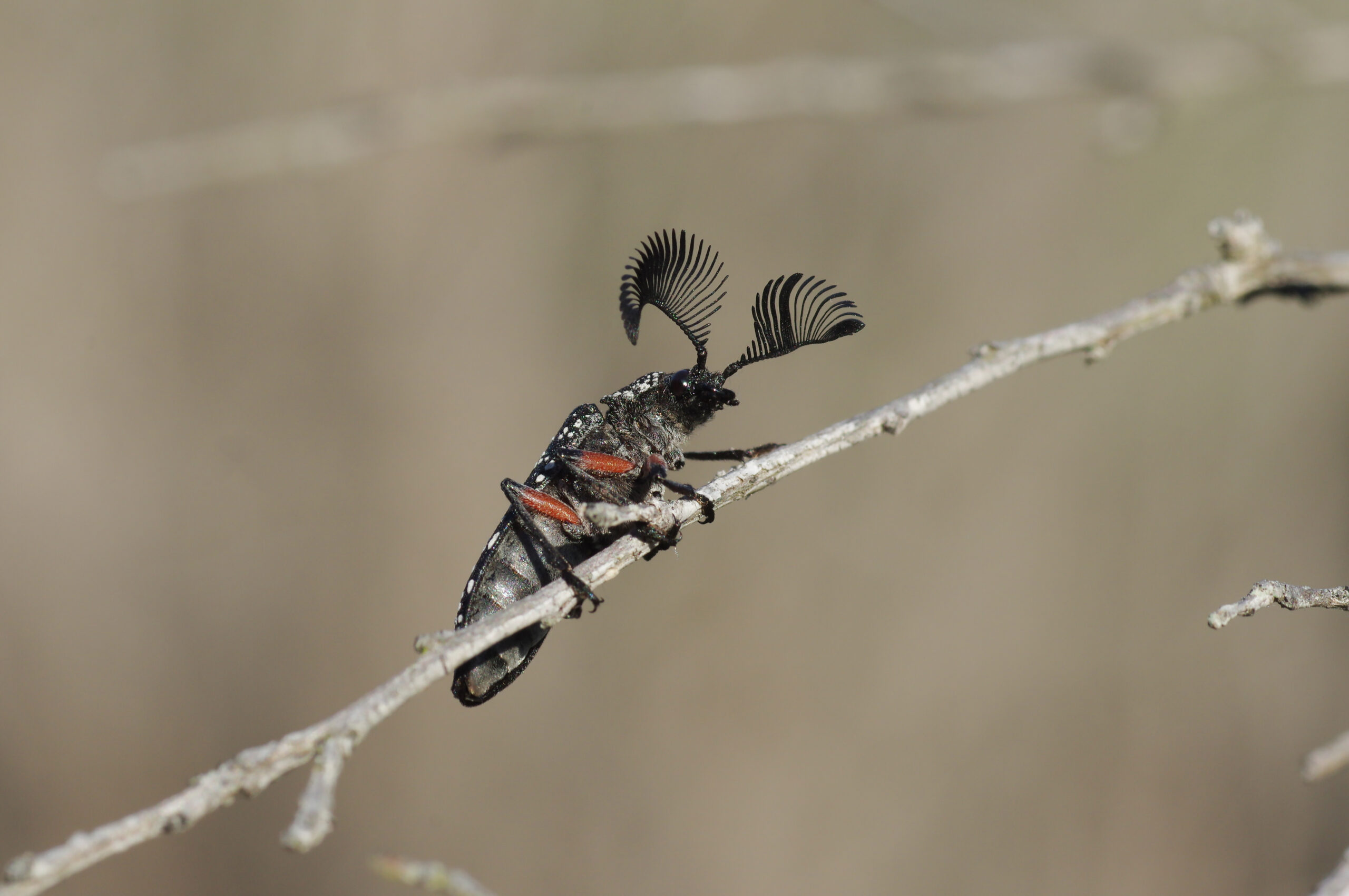 feather horned beetle (rhipocera sp.) cape conran coastal park vic