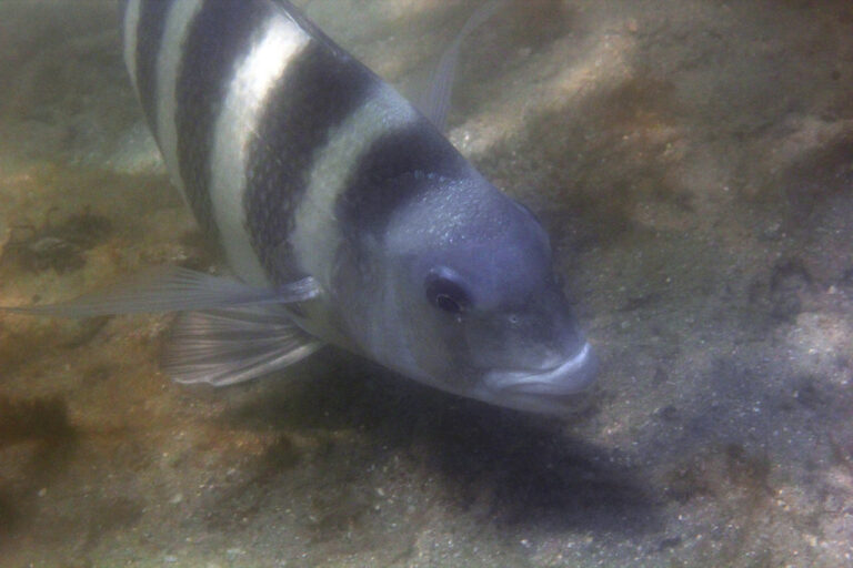 img 9797wa sheepshead (archosargus probatocephalus)