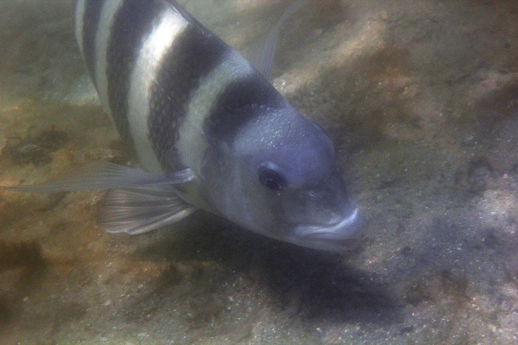 img 9797wa sheepshead (archosargus probatocephalus)