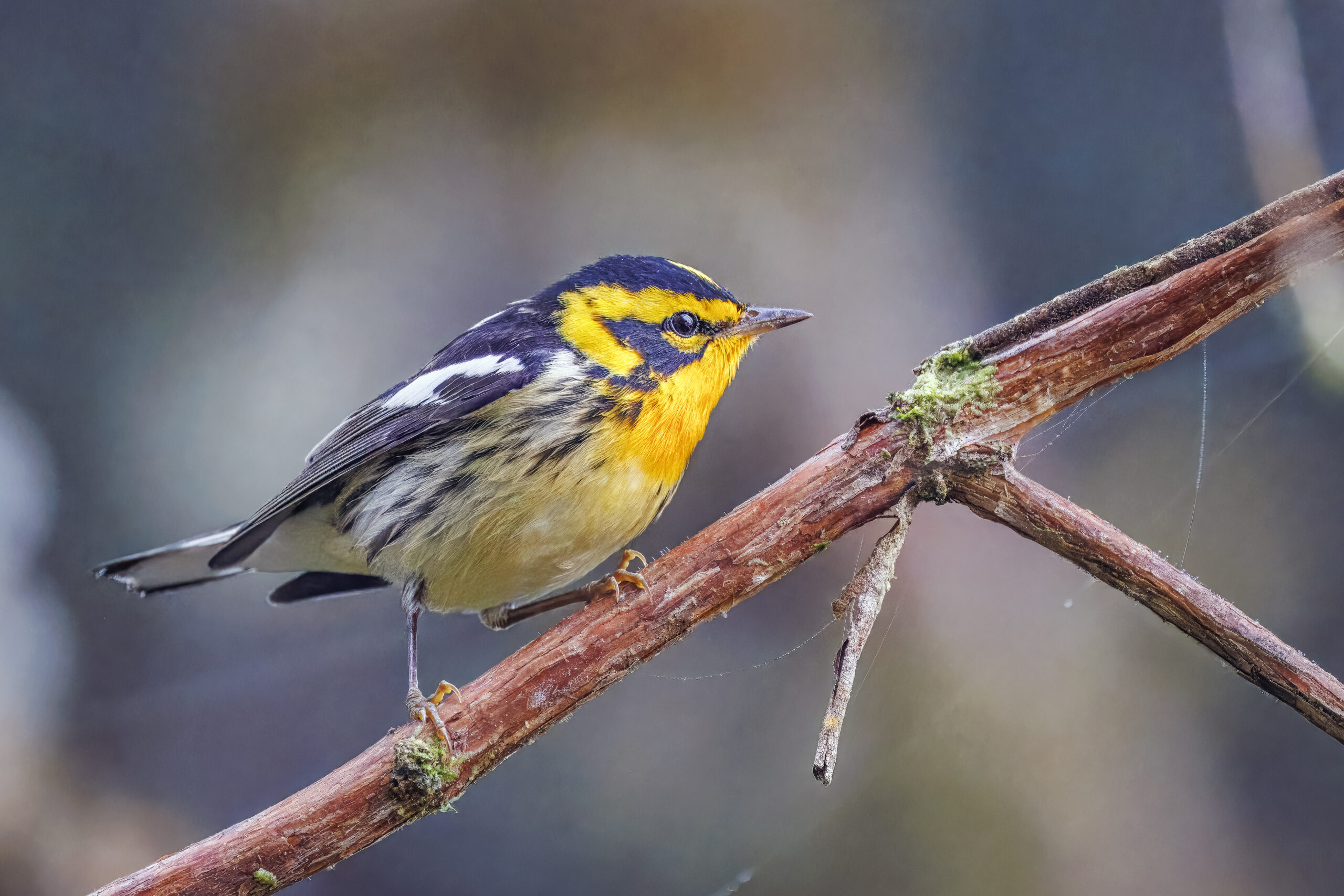 blackburnian warbler (setophaga fusca) male san isidro blackburnian warbler (setophaga fusca) male san isidro