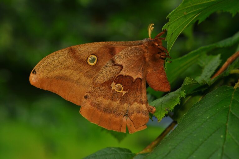 polyphemus moth (antheraea polyphemus) 3