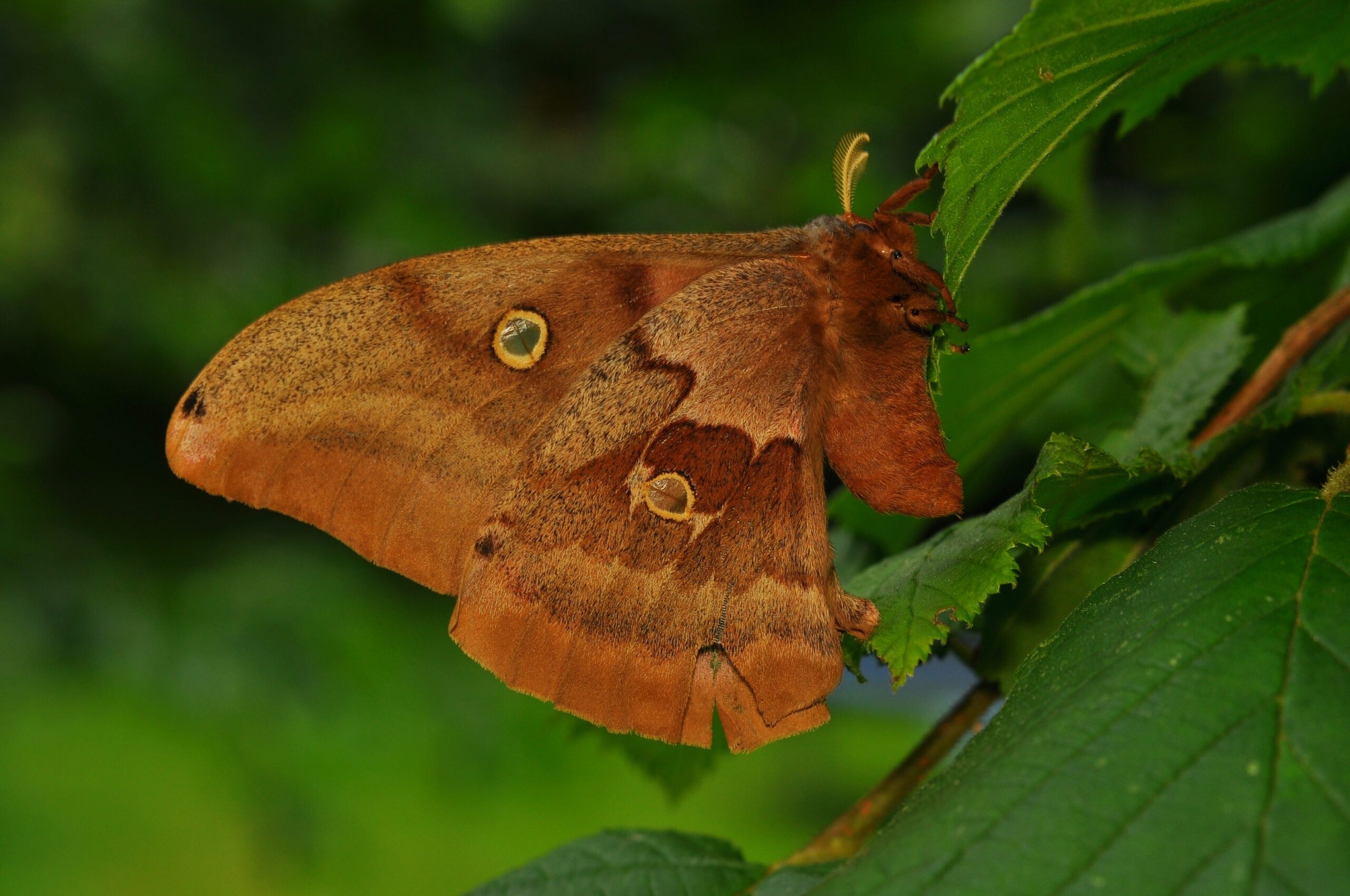 polyphemus moth (antheraea polyphemus) 3