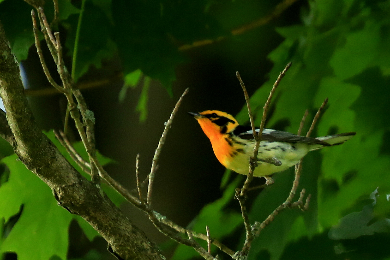 blackburnian warbler setophaga fusca, skinner hill rd, ny 1 blackburnian warbler setophaga fusca, skinner hill rd, ny 1