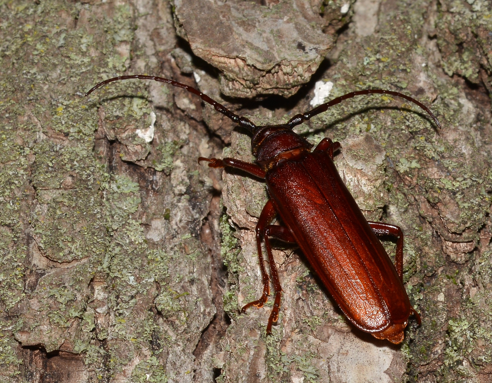 orthosoma brunneum brown prionid (a long horned beetle species) (48244916956)
