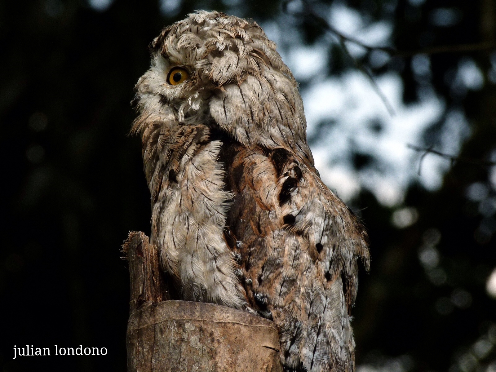 potoo (nyctibius griseus) (5469689443) potoo (nyctibius griseus) (5469689443)