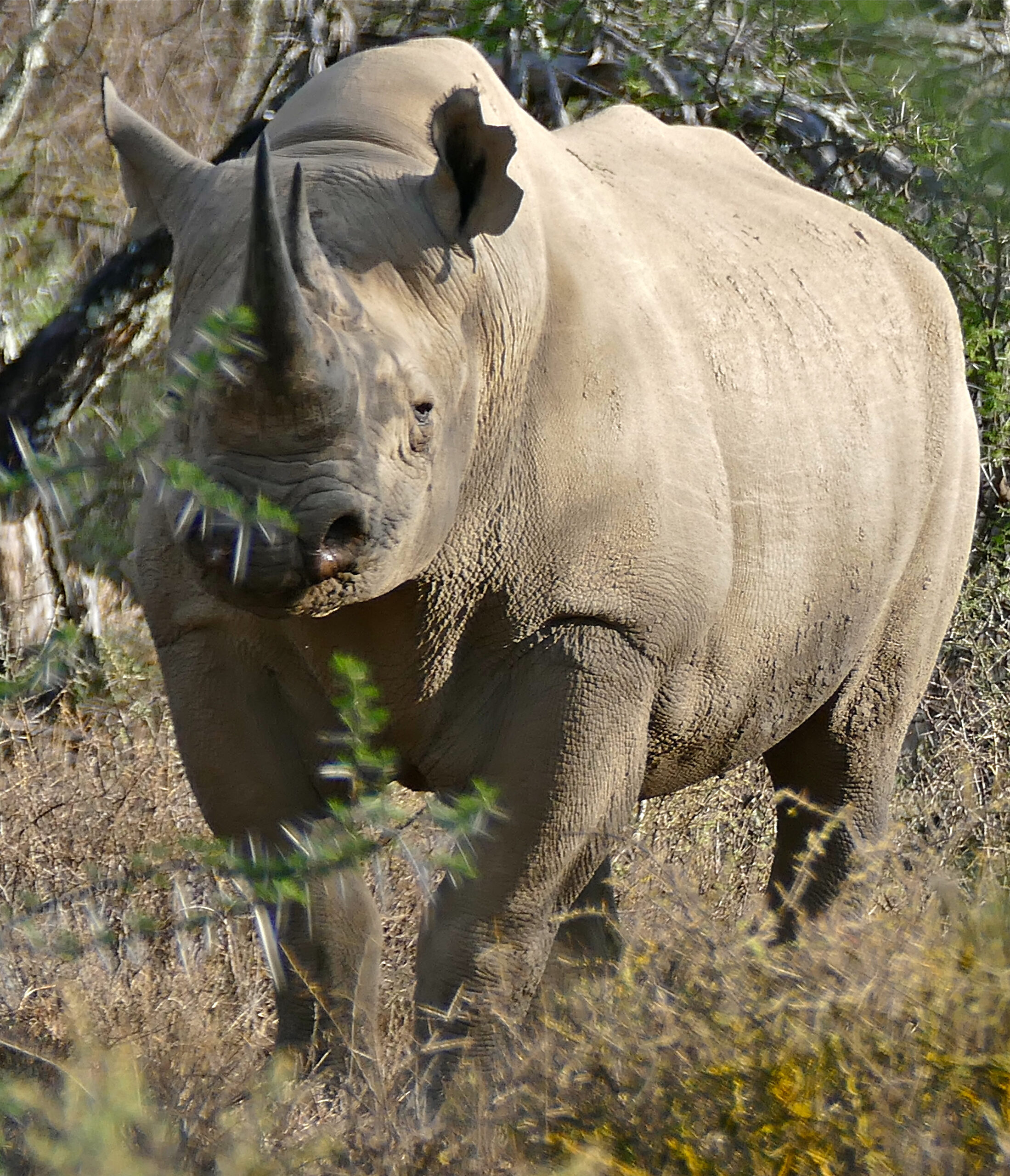 black rhinoceros (diceros bicornis) (32197738883)