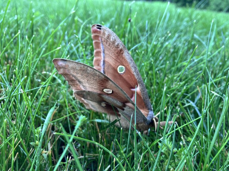 antheraea polyphemus moth on grass (4)