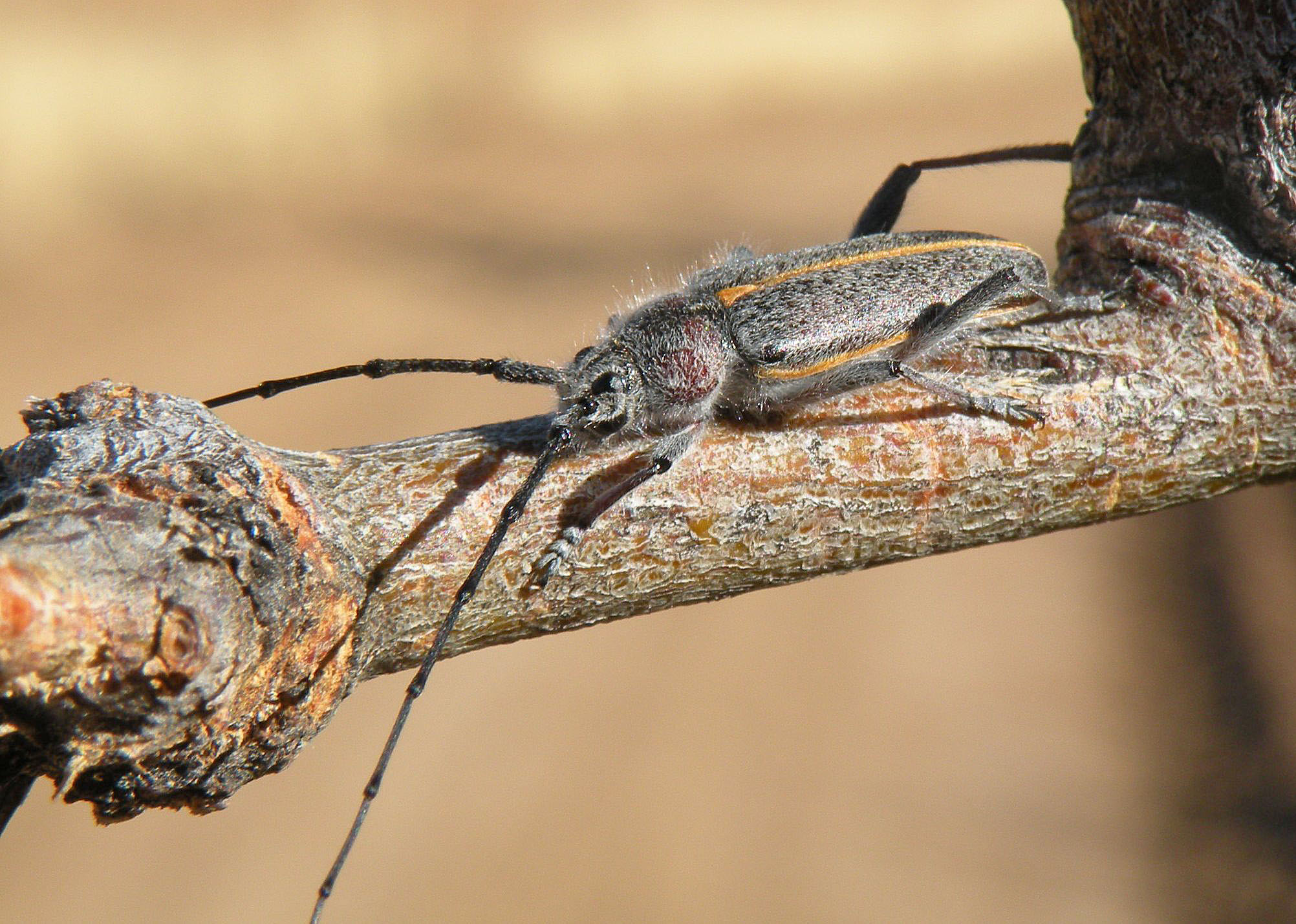 file:a long horned beetle, schizax senex (4573242021).jpg