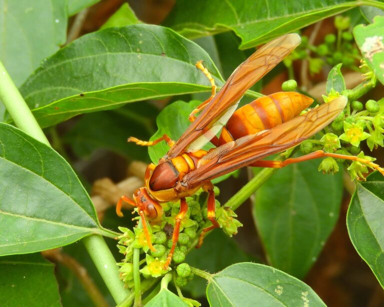polistes carnifex 56129940 polistes carnifex 56129940