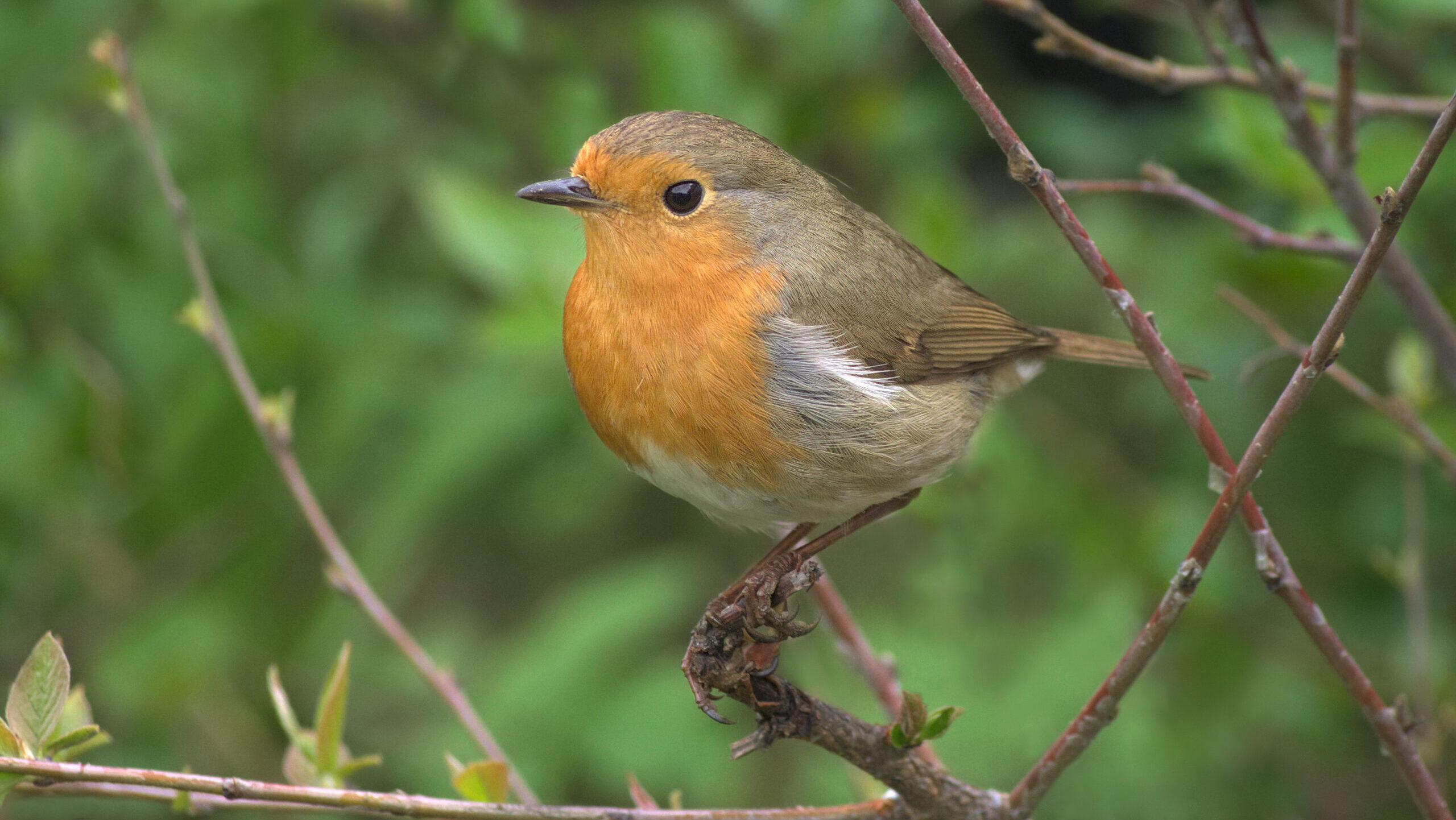 European Robin