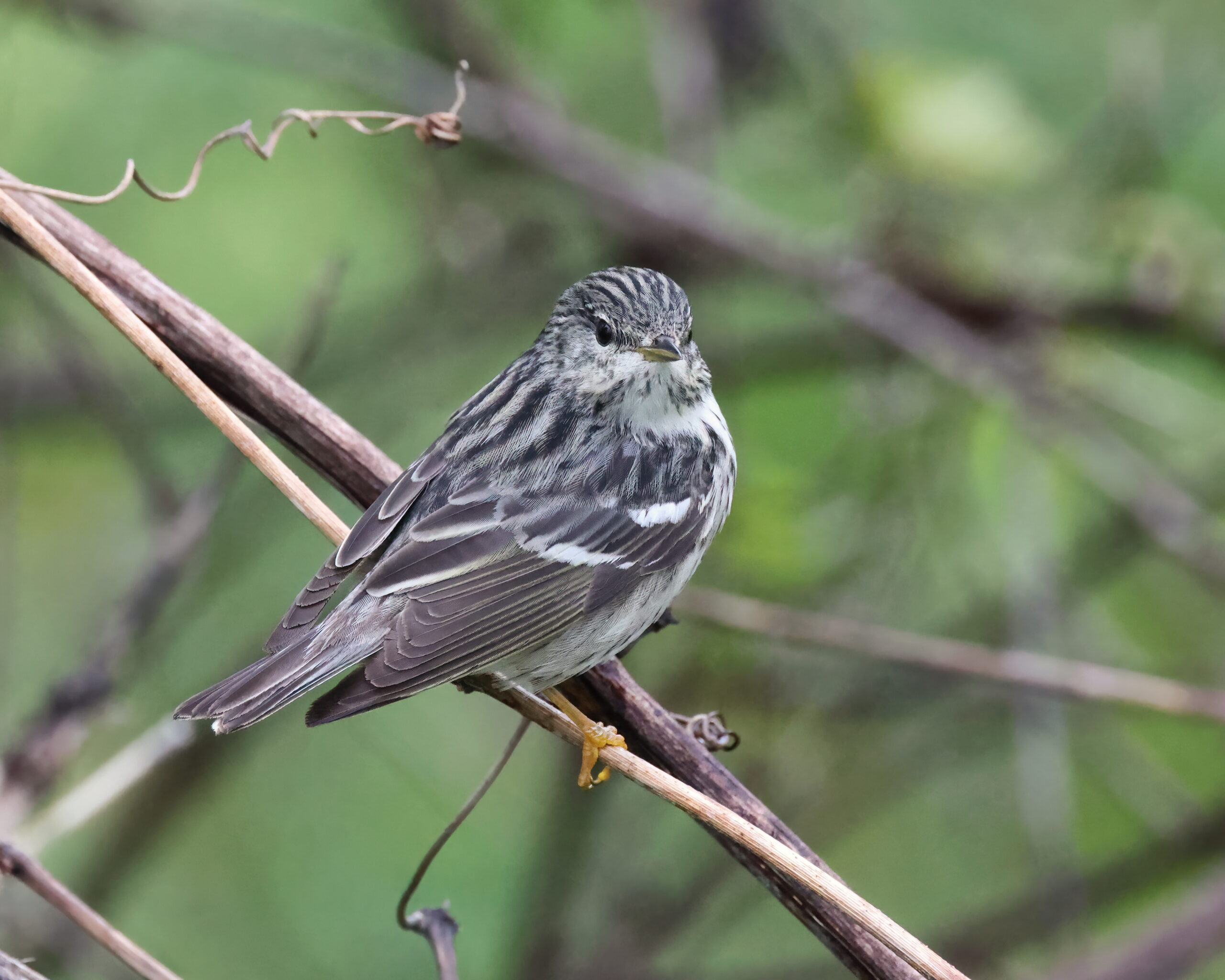 Blackpoll Warbler