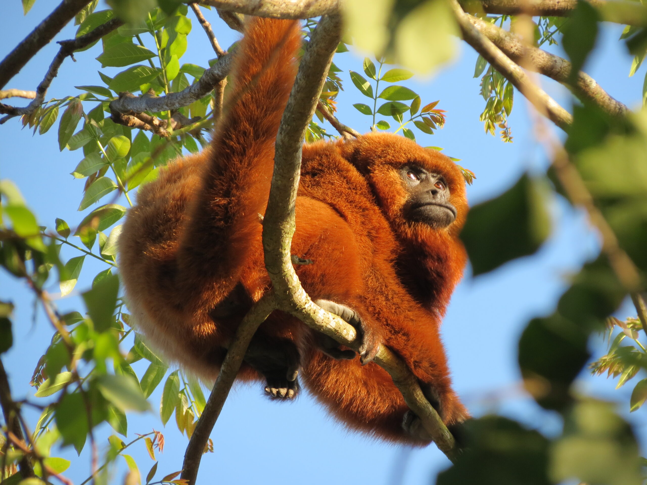 file:southern brown howler monkey male sp zoo 5.jpg