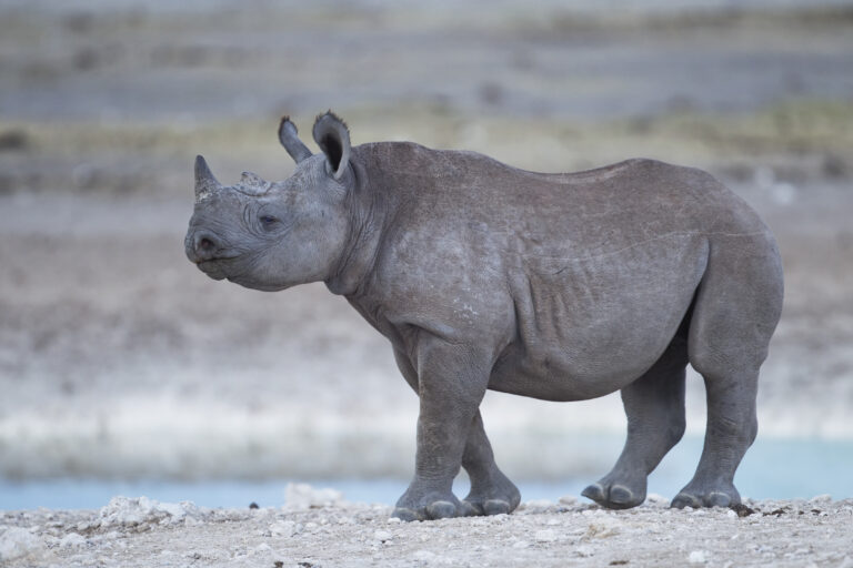 diceros bicornis calf (etosha)