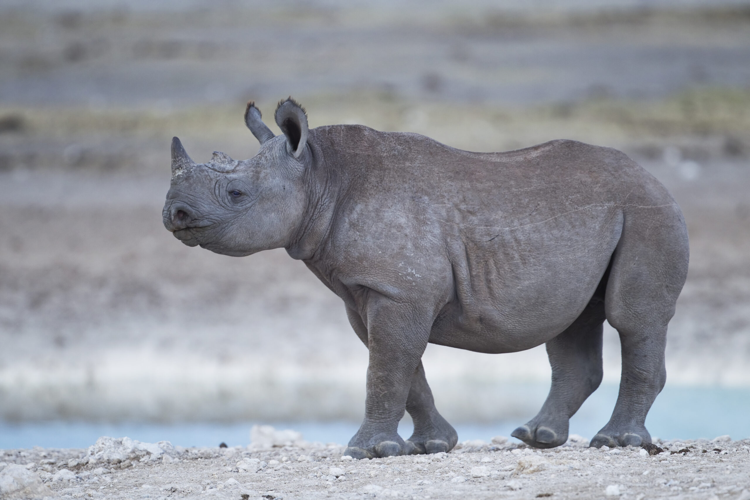 diceros bicornis calf (etosha)
