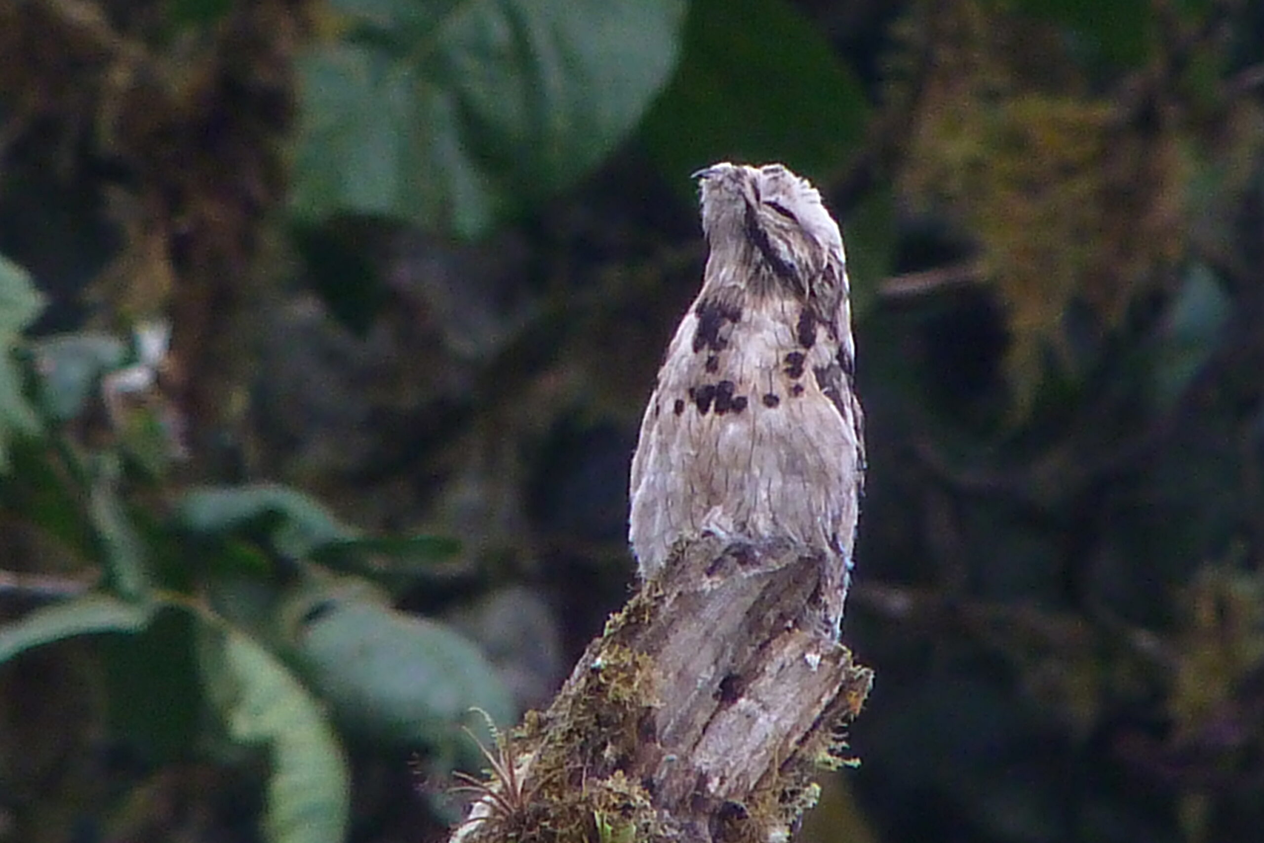 common potoo 2015 06 07 (4) (25446012067) common potoo 2015 06 07 (4) (25446012067)