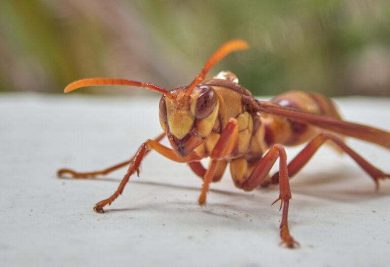 polistes carnifex henkerwespe 131400943 polistes carnifex henkerwespe 131400943 Executioner Wasp