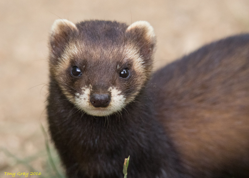 european polecat
