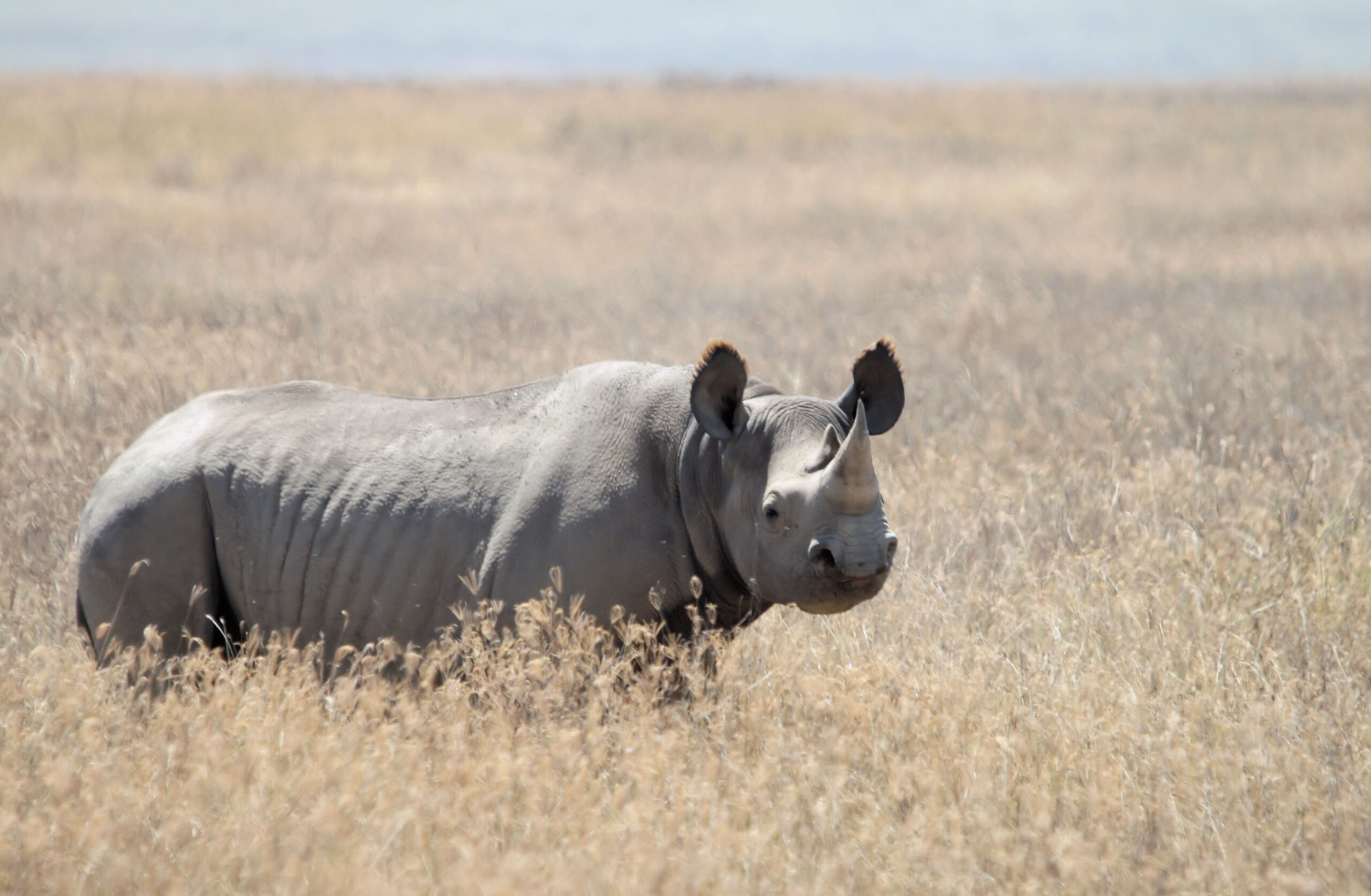 black rhino diceros bicornis