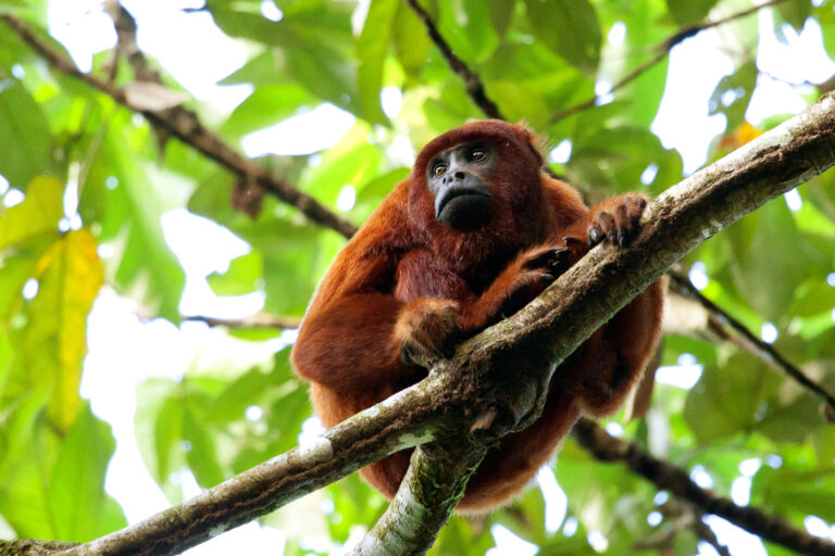 red howler monkey manu national park
