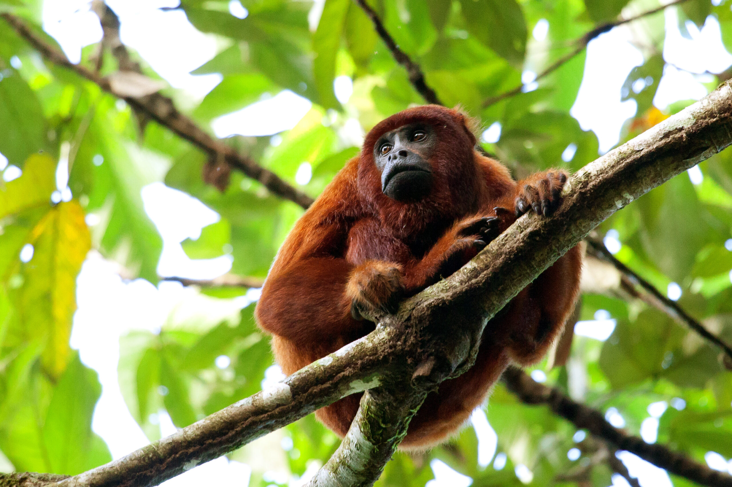 red howler monkey manu national park